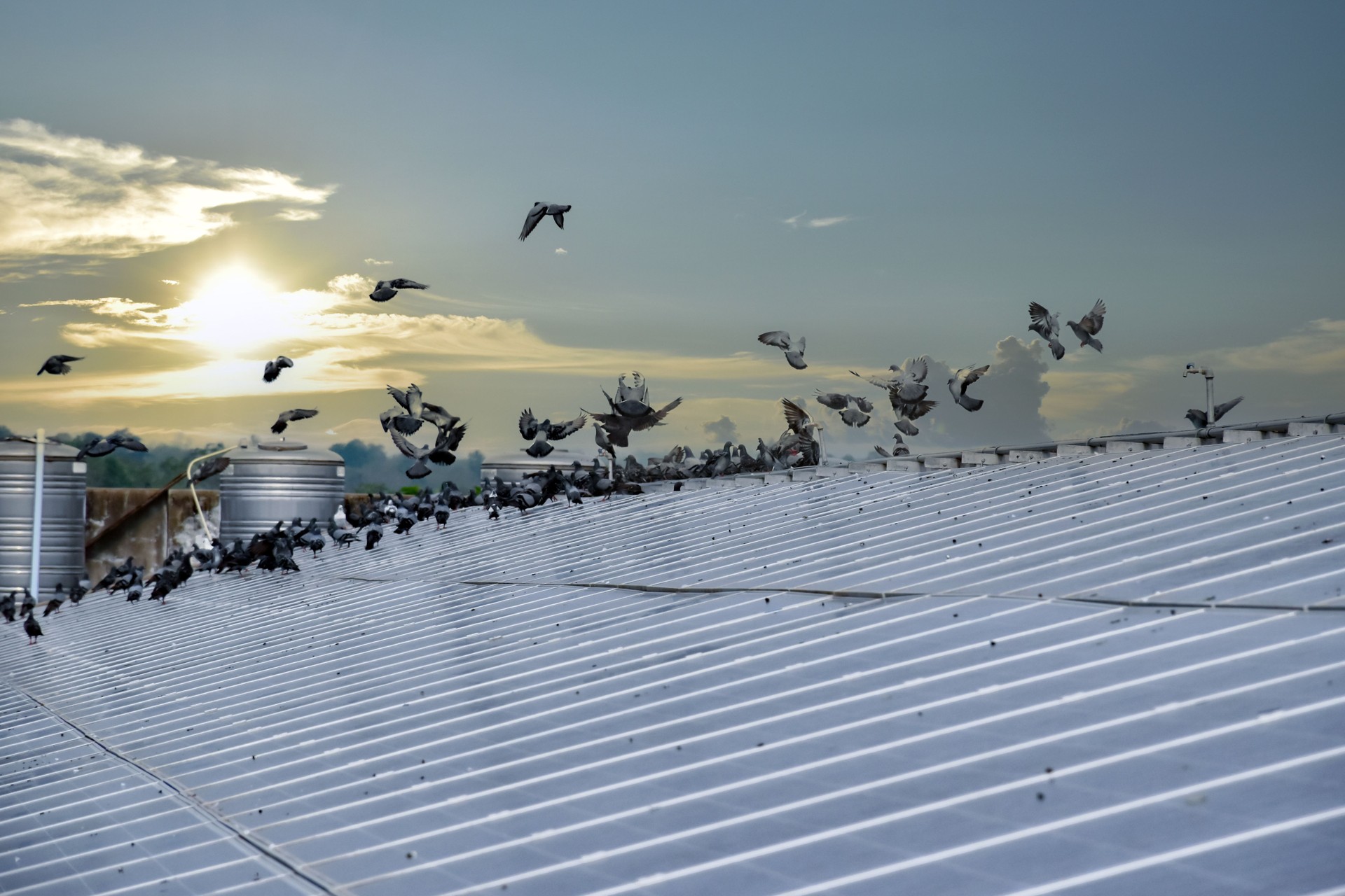 Dirty solar rooftop from birds